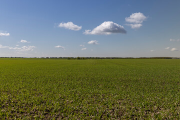 young wheat in the soil, wheat harvest