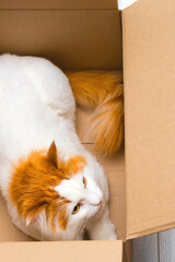 a white cat with a red tail lies in a cardboard box
