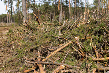 harvesting of pine wood in the forest