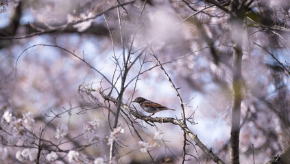 桜の木に止まる野鳥