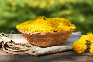 Fresh yellow dandelion flowers in a wicker basket, with whole dandelion root outdoors
