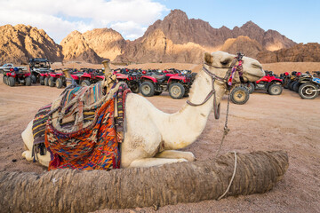 View of the camel in desert