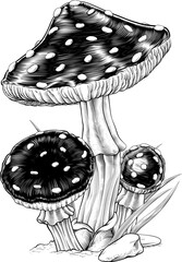 Mushrooms toadstools original illustration drawing in a vintage engraved woodcut etching style