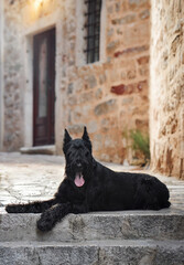 A black Schnauzer dog sits patiently on a street in a historic shopping district, exuding the...