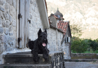 A black Schnauzer perches on an ancient stone doorstep, blending in with the rustic textures of an...