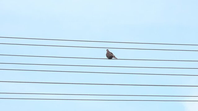 Pigeon on electrical wires flying off