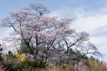 Cherry blossoms blooming in the Tohoku region of Japan