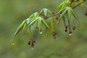 紅葉・カエデの新芽についた水滴