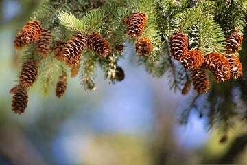 Pine cones open and close based on the humidity in the air, a natural marvel that helps them disperse seeds at optimal times.
 - Powered by Adobe