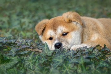 Cute Akita Inu puppy, 8 weeks old female, resting on ivy ground cover and looking pensive, Germany 