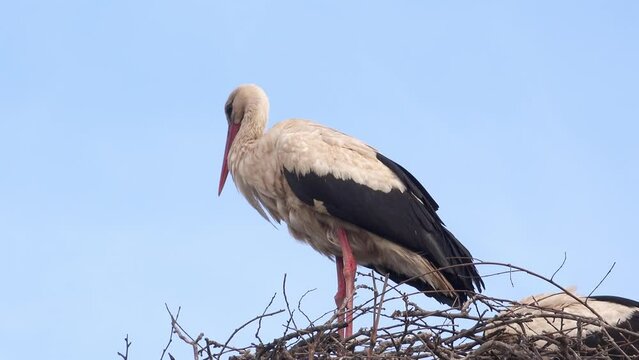Male white stork (Ciconia ciconia) in nest on top of electricity pylon