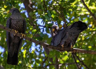 A pair of African olive pigeons perched in a tree in the South African outdoors