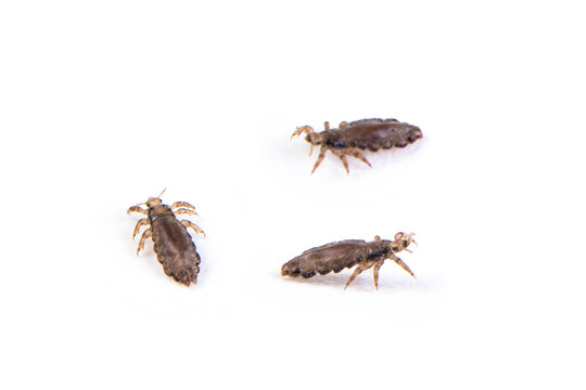 The head louse (Pediculus humanus capitis) isolated on white background