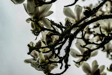 magnolie baum blüte himmel