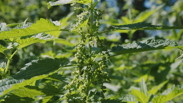 Close up of fresh wild stinging nettle growing in the garden or meadow. Stinging nettle flowers. Macro. Wild herbs, natural vegetables. High quality 4k footage
