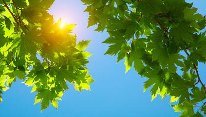 Beautiful green Leaves and blue sky with sun - 793764920