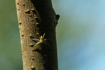 Crab Spider (Xysticus cristatus) positioned on a tree trunk. Close-up. Selective focus.