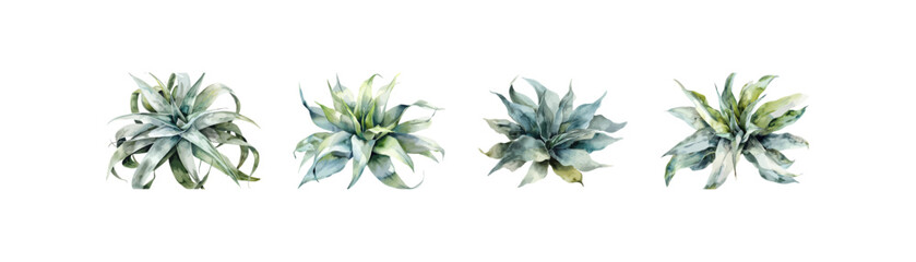 Set of Watercolor Air Plants. Vector illustration design.