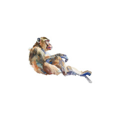 Pensive Baboon Watercolor Painting. Vector illustration design.