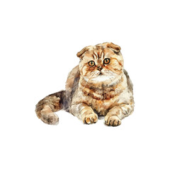 Watercolor Scottish Fold Cat Painting. Vector illustration design.