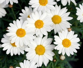 Daisies, with their simple beauty and white petals surrounding golden centers, symbolize purity and...