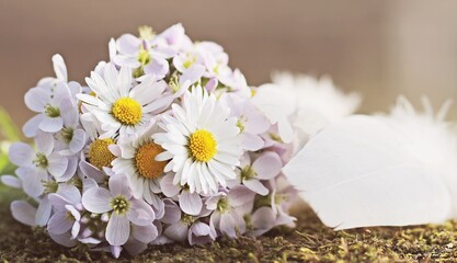 Daisies, with their white petals and yellow centers, symbolize purity and innocence. They bloom in...