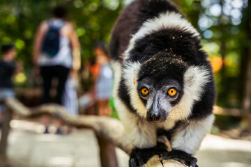 Adulte Lemur maki vari noir & blanc à ceinture de face avec visiteurs en fond