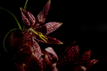  floral motifs. Close up fritillaria meleagris flowers on a black background. Blur and selective focus. Extreme flower close-up. Moody flora