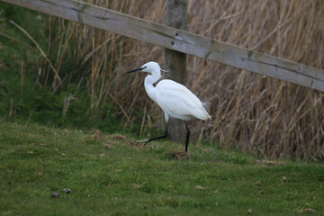 Fototapeta premium Egret on the ground
