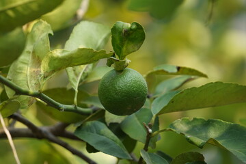 lime or lemon fruit on tree
