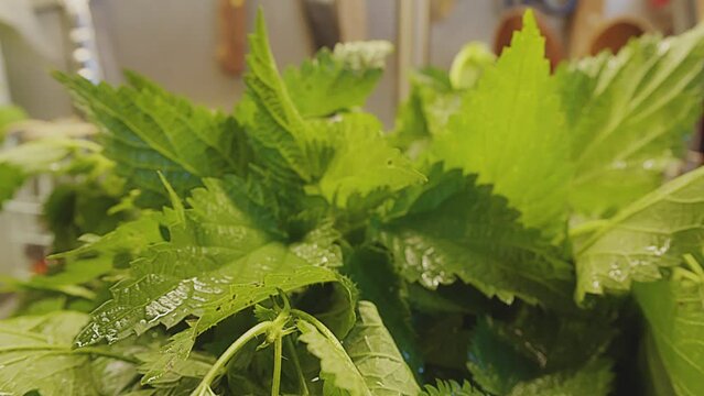 Close up of fresh stinging nettle. Freshly washed, wet wild stinging nettle . Kitchen interior. Nettle salad. Urtica dioica. Healthy diet, natural cure, wild medicinal herbs. . High quality 4k footage