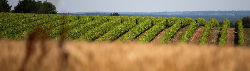 Agriculture en charente