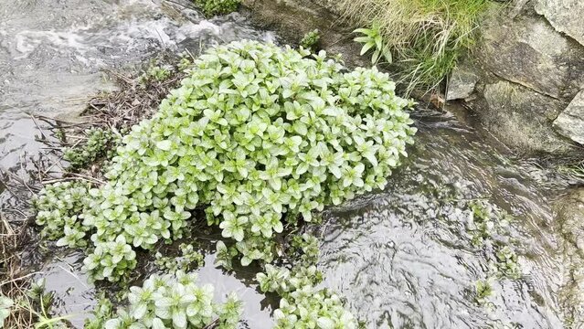 Water Mint, Mentha aquatica