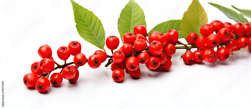 Wall mural Red berries cluster with lush foliage