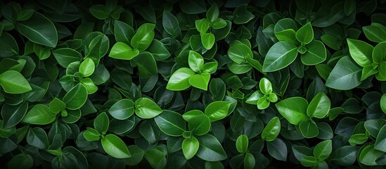 A lush green foliage close-up
