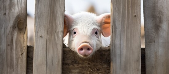 A curious pig peeking through a barrier - obrazy, fototapety, plakaty