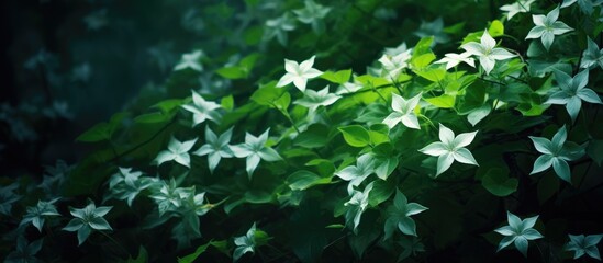 Close-up of blooming plant with white blossoms