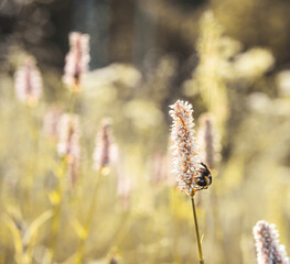 summer meadow close up