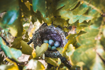 nest in a tree in early spring