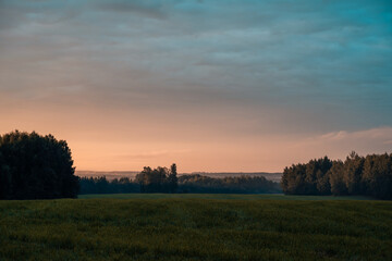 beautiful field from the road