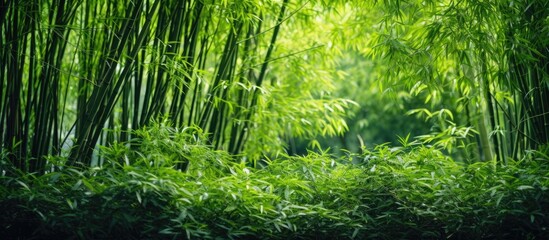 A winding river through a lush green forest with tall bamboo trees and a path