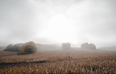 beautiful field from the road