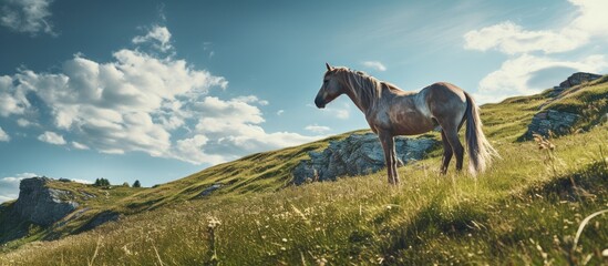 A majestic stallion on hill under sky