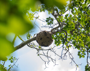 A wasp's nest in a tree against the backdrop of a blue sky.