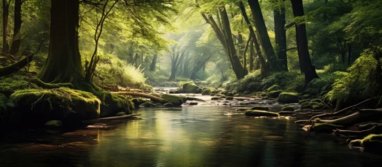 Fototapeten Stream flowing amid dense green woods © Ilgun
