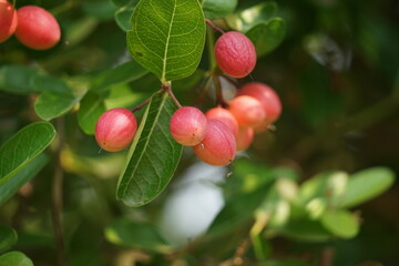 Bengal Currant, Christ's Thorn red berries on a branch