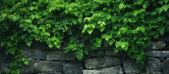 Stone wall with lush foliage