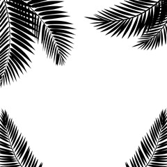 Palm Leaf on White Background