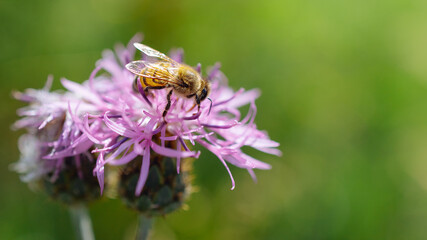 bee on a flower
