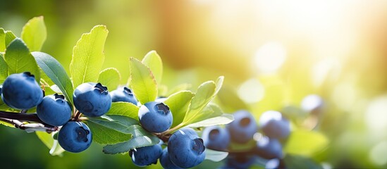 Blue berries on branch with green leaves